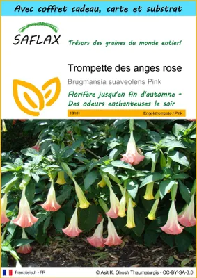 Image de SAFLAX Ensemble-cadeau - Trompette des anges rose - 10 graines - Brugmansia