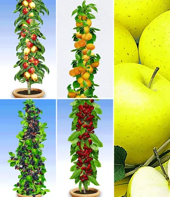 Produktbild von BALDUR Garten Obst für Balkon & Terrasse, 5 Pflanzen, Lieblingsfrüchte selbst anbauen, üppige Ernte, köstliche Früchte, mehrjährig, pflegeleicht, für Garten & Balkon geeignet