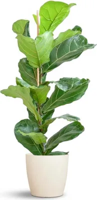 Produktbild von Green boutiQ - Zimmerpflanze - Geigenfeige - Ficus Lyrata - Grün - Pflegeleicht - 1 Pflanze - mit Potter Weiß - Topf 21cm - Höhe 75 - 85cm