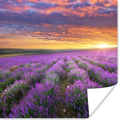 Produktbild von MuchoWow® Poster Lavendel - Wolken - Frühling 50x50 cm - Wohnzimmerdekoration