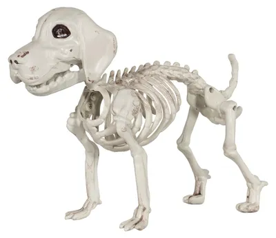 Produktbild von Labrador Hundeskelett als Halloween Dekoration 25 cm