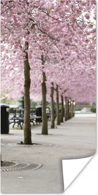 Produktbild von MuchoWow® Poster Frühling - Sakura - Bäume 20x40 cm - Plakat - Foto