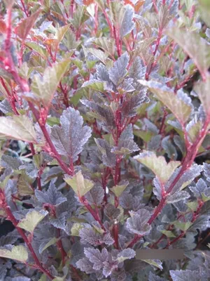 Produktbild von Physocarpus opulifolius Compacta - Rote Blasenspiere - 30-40cm