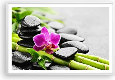 Produktbild von Gerahmtes Poster - Weißer Rahmen - Pflanze Steine Bambus Spa - 91,5x61 cm - Wand Bild - Wanddeko - Wandbilder - Kunstposter - Wandposter - Bilderrahmen - Bilder - Kunstdruck - Wandbild P2WAA91x61-2681