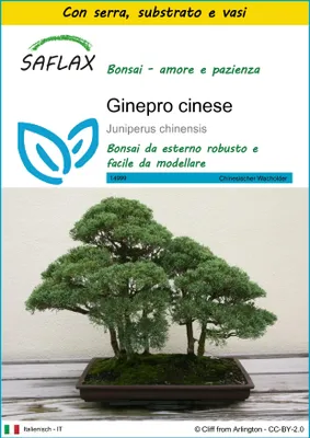 Immagine prodotto di SAFLAX Insieme di coltivazione - Ginepro cinese - 30 semi - Juniperus