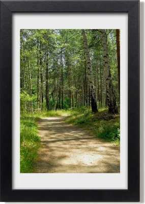 Produktbild von Bild 20x30 MDF-Rahmen, Wandkunst Birkenwald