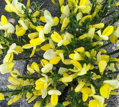Image de Laburnum - Genêt Cytisus scoparius - Dukaat - Genêt 40 - 60 cm