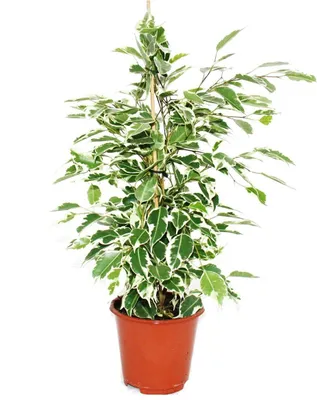 Produktbild von Exotenherz Birkenfeige Ficus Twilight weiss-bunte Blätter  1 Pflanze pflegeleicht luftreinigend- 12cm Topf