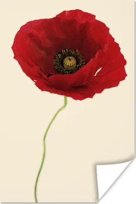 Produktbild von MuchoWow® Poster Nahaufnahme einer roten Mohnblume 40x60 cm - Plakate für die Wand - Poster Babyzimmer