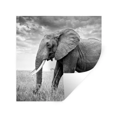 Produktbild von MuchoWow® Wandtattoo Wandsticker Wandaufkleber Elefant - Gras - Tiere - Schwarz und weiß 50x50 cm Selbstklebend und Repositionierbar - Selbstklebend - Fototapeten