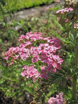 Produktbild von Garten-Scharfgarbe Lilac Beauty - Achillea millefolium Lilac Beauty