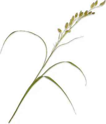 Produktbild von Kunstblume von Silk-ka – Seidenblumen-Graszweig, grün, 108 cm, 2 Stück