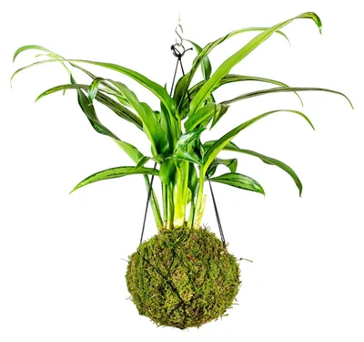 Obrázek produktu pro Gardners Kokedama Aglaonema Cutlass (L)