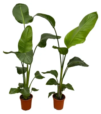 Produktbild von Zimmerpflanze - Strelitzia Nicolai - Paradiesvogelblume - Für helle Standorte ohne direkte Sonne - 2 Pflanzen - Topf Ø17cm - Höhe 100cm