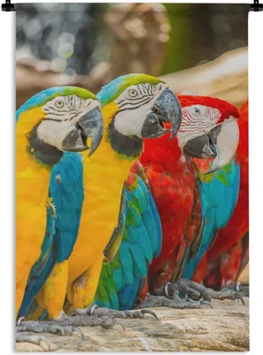 Produktbild von MuchoWow® Wandteppich Wandbehang Vögel - Papagei - Tropisch - Natur 90x135 cm Tapisserie Dekoration Wandtuch - Baumwolle - Wandskulptur
