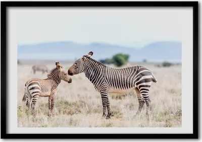 Produktbild von Bild - Bilder - Bilderrahmen - 70 cm x 50 cm - MDF-Rahmen, Wandkunst Zebras in den Bergen