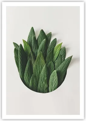 Produktbild von Poster - Poster ohne Rahmen - Salbei Medizin Blätter - 70x100 cm - Wand Bild - Wanddeko - Wandbilder - Kunstposter - Wandposter - Bilder - Kunstdruck - Wanddekoration - Wandbild - P2XPA70x100-4859