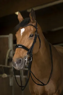 Produktbild von NORTON PRO rundgenähte Zügel, Farbe:Schwarz, Größe:Warmblutgröße