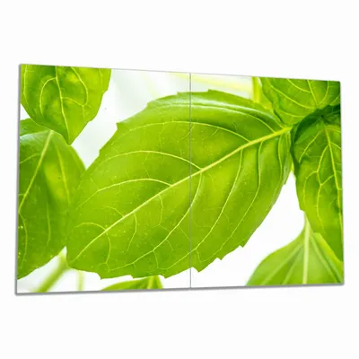 Produktbild von Wallario Herdabdeckplatte aus Glas, Größe 80 x 52 cm 2-teilig, Motiv Frische Basilikumblätter