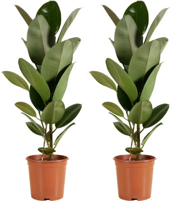 Produktbild von Bloomique - 2er Set - Ficus Elastica Robusta - Gummibaum - Zimmerpflanzen Groß - Luftreinigend - Pflegeleicht - Höhe 80-100 cm - Topf 21 cm