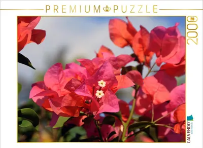 Produktbild von CALVENDO Puzzle bougainvillea 2000 Teile Puzzle quer | 2000 Teile Lege-Größe 90x67cm Foto-Puzzle für glückliche Stunden