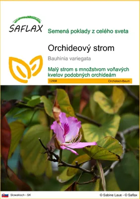 Produktbild von SAFLAX - Orchideový strom - Bauhinia variegata - 8 Semená