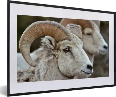 Produktbild von MuchoWow® Gerahmtes Poster Widder - Horn - Schaf 60x40 cm - Poster mit Schwarzem Bilderrahmen Wandposter Rahmen Foto Bilder - Schlafzimmer - Plakat in Rahmen - Drucken