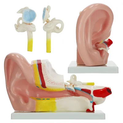 Obrázek produktu pro 4FIZJO Zvětšený anatomický model lidského ucha 3D, 1:1