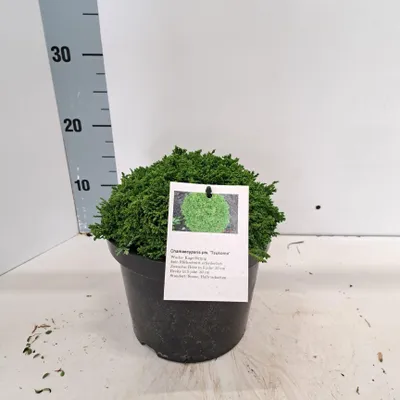 Immagine prodotto di Chamaecyparis p. ‘Tsukumo’ - Cipresso nano | 20-25 cm in vaso