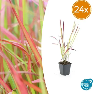 Zdjęcie produktu dla Imperata cylindrica 'Red Baron' | 24 sztuki - 10-25cm - Ø9cm - Roślina ogrodowa