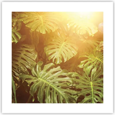 Produktbild von Poster - Poster ohne Rahmen - Blätter Monstera Licht - 40x40 cm - Wand Bild - Wanddeko - Wandbilder - Kunstposter - Wandposter - Bilder - Kunstdruck - Wanddekoration - Wandbild - P2XAC40x40-4540