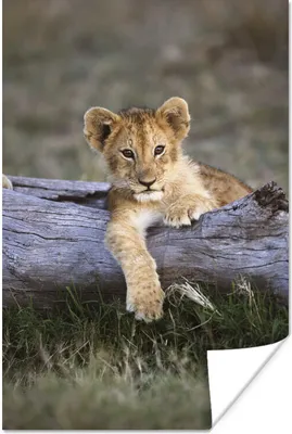 Produktbild von MuchoWow® Poster Jungtier - Tier - Natur 20x30 cm - Papierdruck