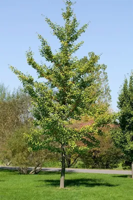 Produktbild von Ginkgo biloba 'Fastigiata', Fächerblattbaum, 100–125 cm