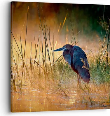 Produktbild von Bild auf Leinwand - Leinwandbild - Vogel Natur Wasser - 40x40cm - Wand Bild - Wanddeko - Wandbilder - Leinwanddruck - Bilder - Kunstdruck - Wanddekoration - Leinwand bilder - Wandkunst - AC40x40-3708