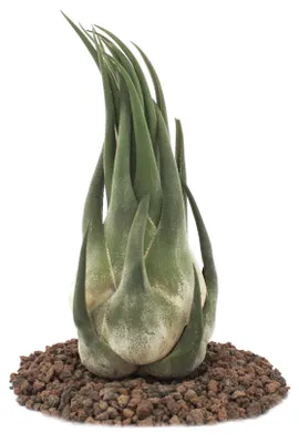 Obrázok produktu pre Tillandsia seleriana - voľne rastúca rastlina - extra veľká