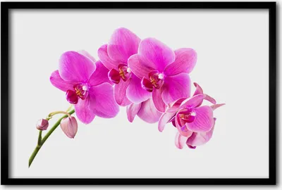 Produktbild von Bild 60x40 MDF-Rahmen, Wandkunst rosa Orchidee