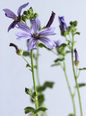 Obrázek produktu pro 5 vytrvalých slézů Primley Blue Sylvestris - zahradní rostliny vhodné pro včely