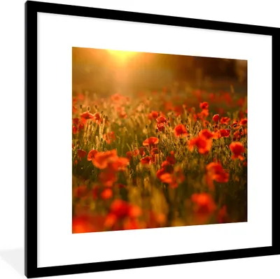 Produktbild von MuchoWow® Gerahmtes Poster Orangefarbenes Leuchten über den Mohnblumen auf dem Feld 40x40 cm - Poster mit Schwarzem Bilderrahmen Wandposter Rahmen Foto Bilder - Poster - Plakat im Rahmen