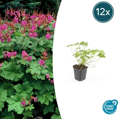 Produktbild von Bodendecker - Balkan-Storchschnabel - Geranium macrorrhizum 'Czakor' - 9cm Topf - Set mit 12 Pflanzen