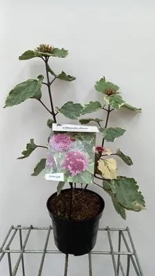 Obrázek produktu pro Clerodendrum bungei 'Pink Diamond'® - Clerodendrum bungei Pink Diamond 40- 50 cm kontejner