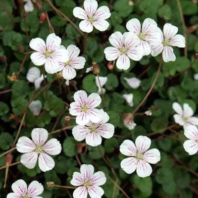 Produktbild von 6 x Reiherschnabel - Erodium reichardii 'Album' | Topf 9cm x 9cm
