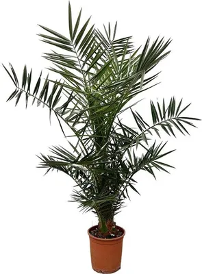 Produktbild von Famanu Phoenix Canariensis - 130 cm, Ø 20 cm