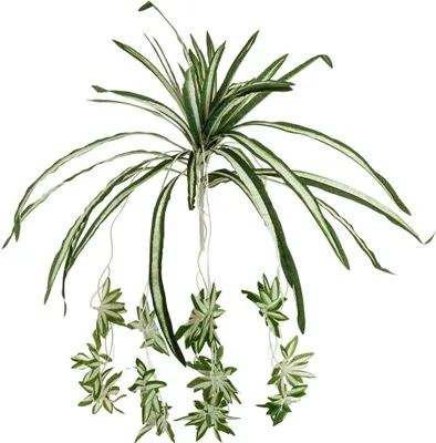 Produktbild von EUROPALMS Grünlilie, künstlich, 60cm