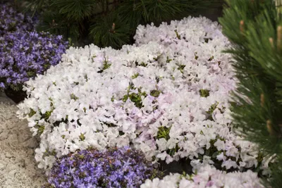 Produktbild von Rhododendron keleticum 'Robert Seleger', kompakt, 20–25 cm