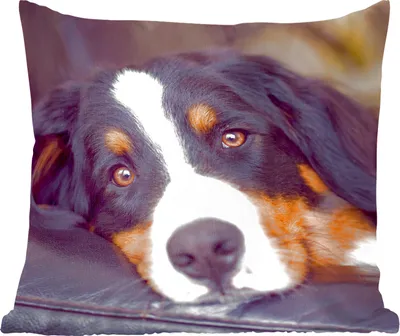 Produktbild von MuchoWow® Zierkissen Sofakissen Wohnzimmer Dekokissen 50x50 cm Ein Berner Sennenhund liegt auf dem Sofa - Komfort - Sofakissen