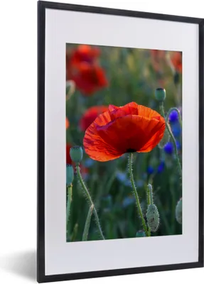 Produktbild von MuchoWow® Gerahmtes Poster Bunte Mohnblumen in den Niederlanden 40x60 cm - Poster mit Schwarzem Bilderrahmen Wandposter Rahmen Foto Bilder - Poster in Rahmen