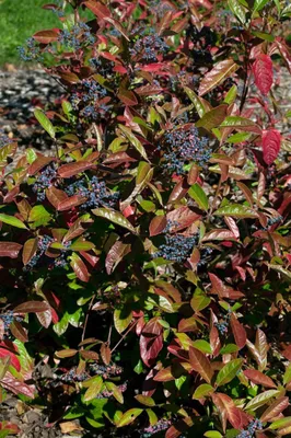 Produktbild von Viburnum nudum 'Brandywine', Duft-Schneeball, rosa-weiß, 40–60 cm