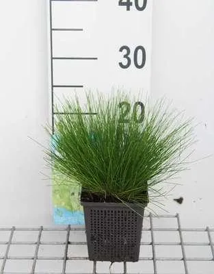 Zdjęcie produktu dla 6 x Scirpus cernuus ( isolepis cernua) - cyprysik kutnerowaty - doniczka 11 x 11 cm