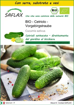 Immagine prodotto di SAFLAX Insieme di coltivazione -- Cetriolo - Vorgebirgstraube - 15 semi - Cucumis