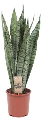 Zdjęcie produktu dla Sansevieria Zeylanica - 50-60cm - Ø17cm - Roślina doniczkowa - Zimozielony - Kaktusy i sukulenty